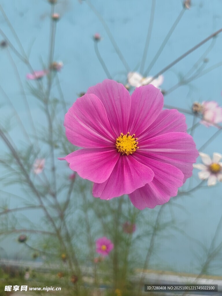 娇艳波斯菊绽放于蓝天