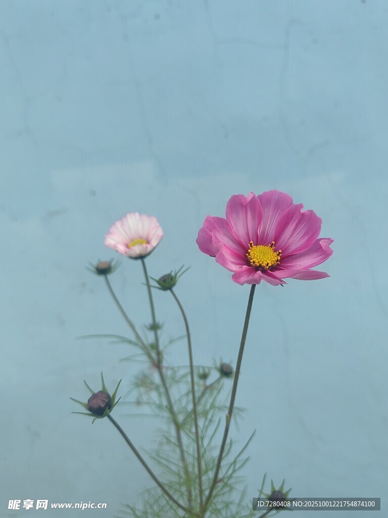 两朵格桑花绽放于蓝天