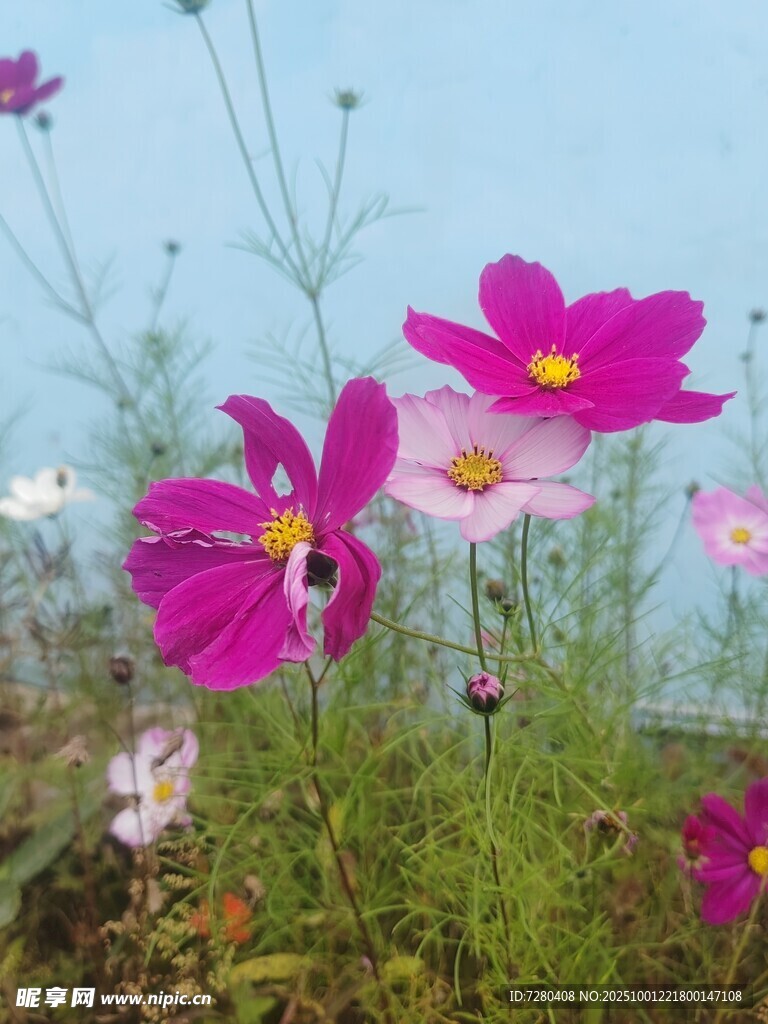 田野中的美丽波斯菊