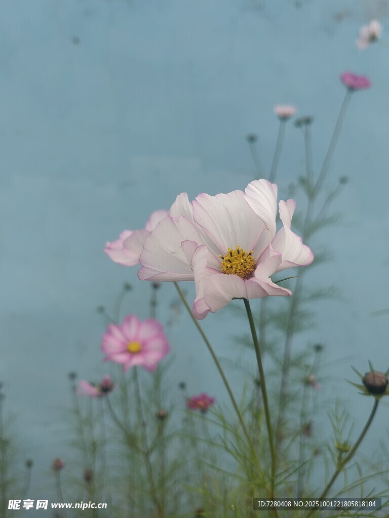 湖畔绽放的柔美波斯菊