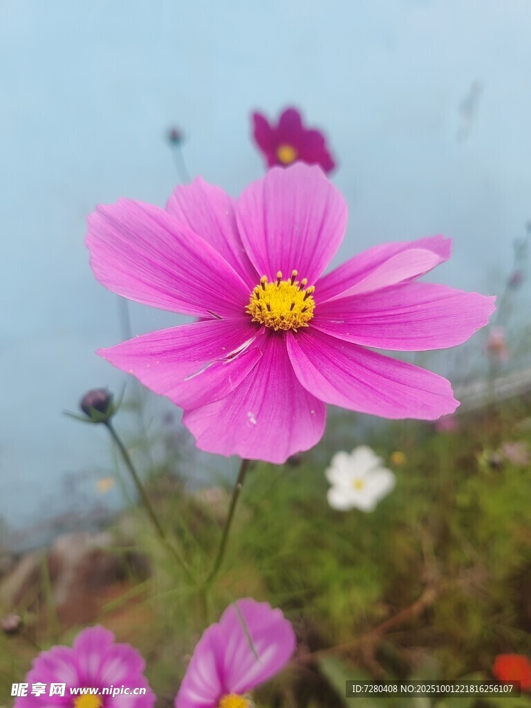 娇艳粉色格桑花绽放