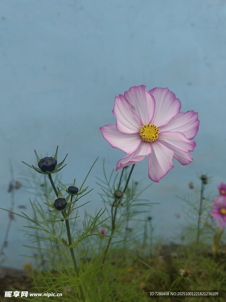 单朵粉色波斯菊绽放