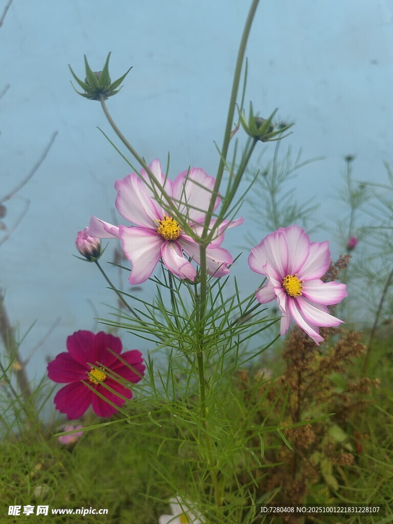 蓝天背景下的多彩格桑花