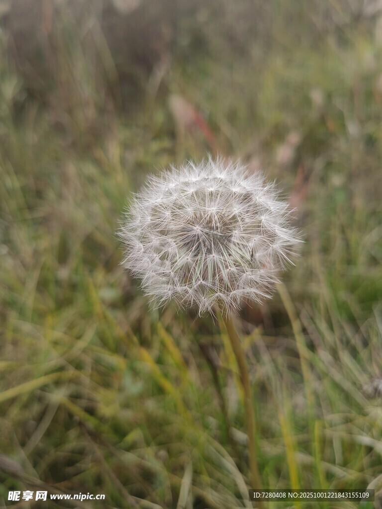 田野中的蒲公英