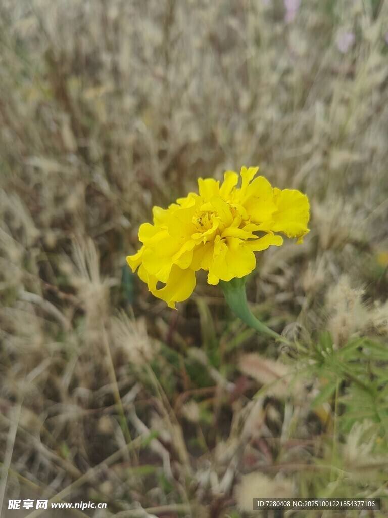 田野中的黄色万寿菊