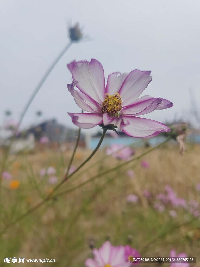 田野中的美丽格桑花