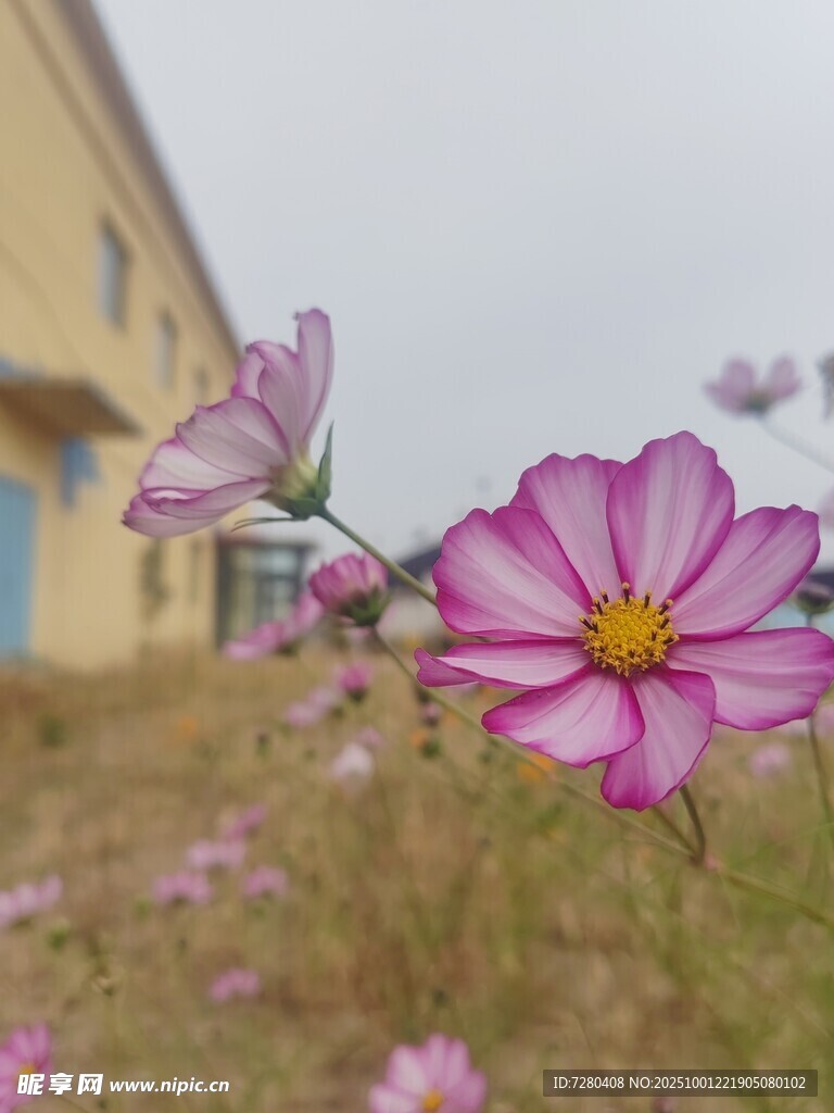 绽放的粉色格桑花