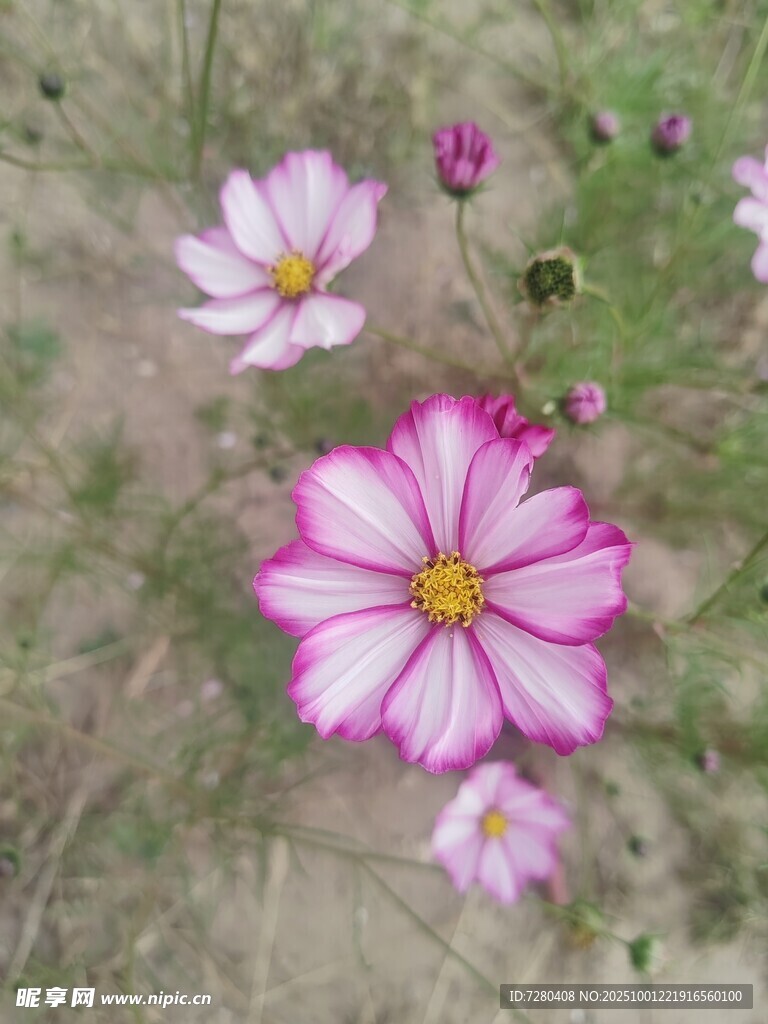 田野中的美丽波斯菊