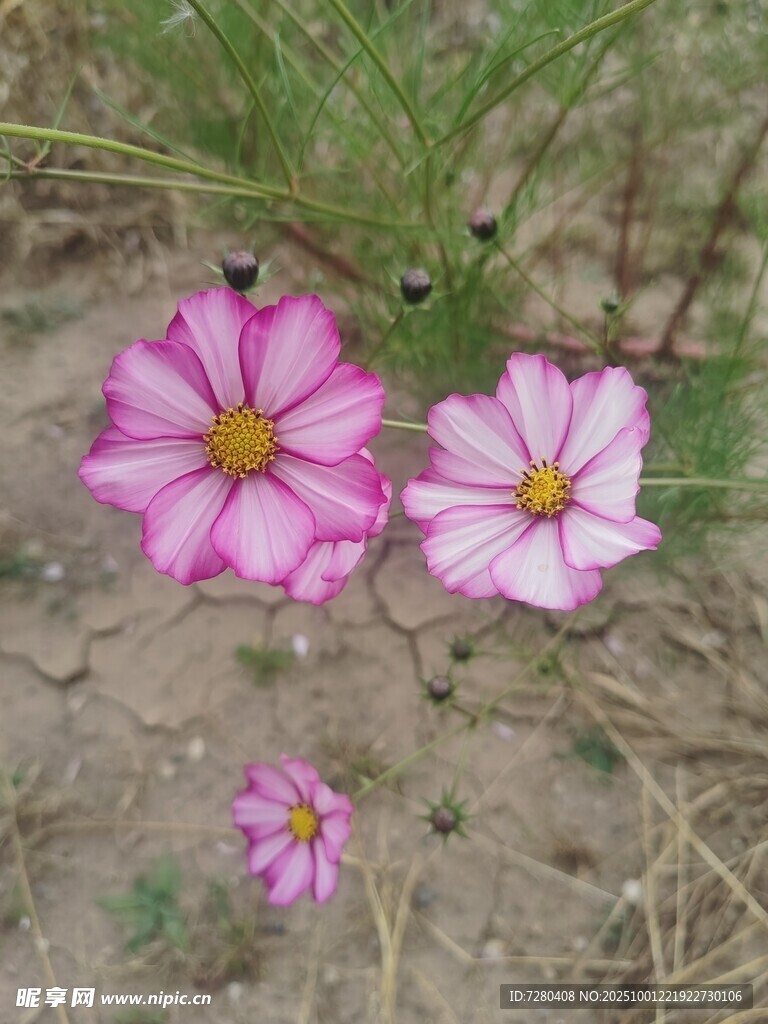 田野中的美丽波斯菊