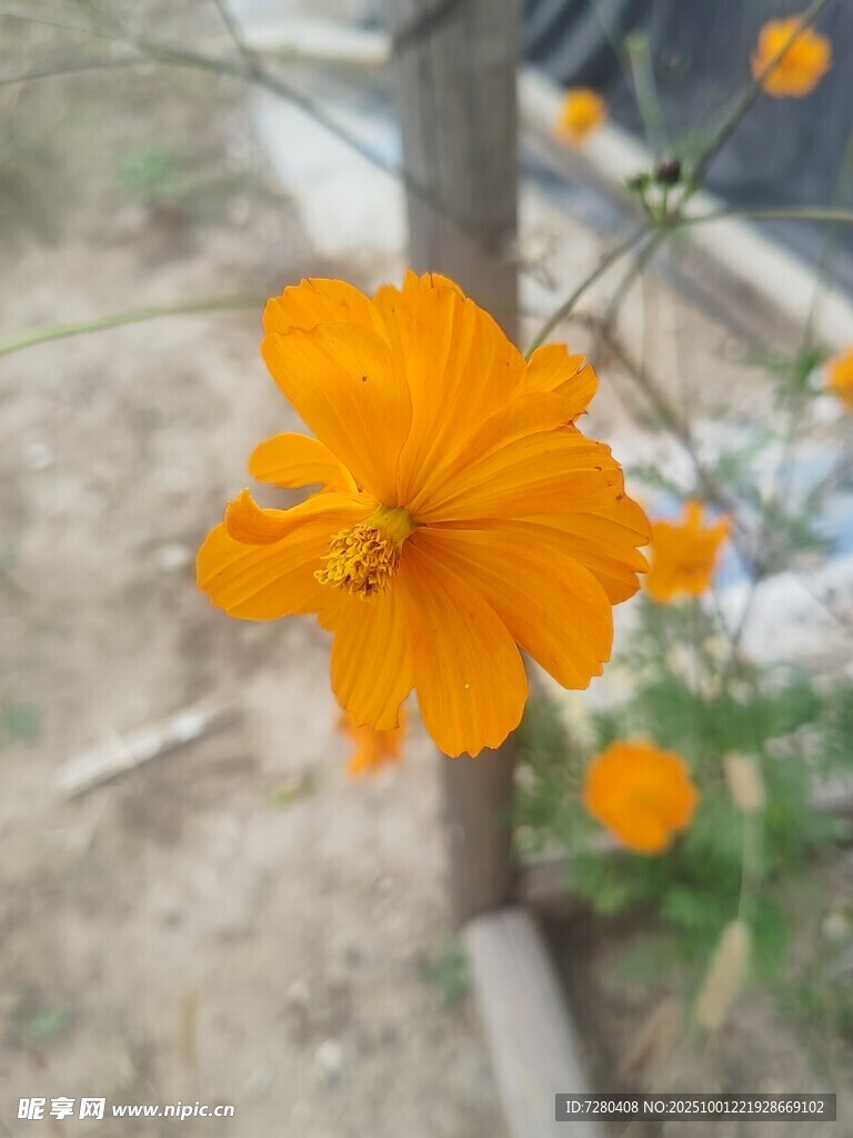 单朵橙色波斯菊绽放
