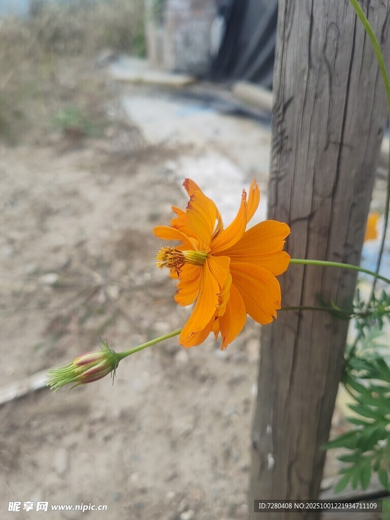 木杆旁绽放的橙色小花