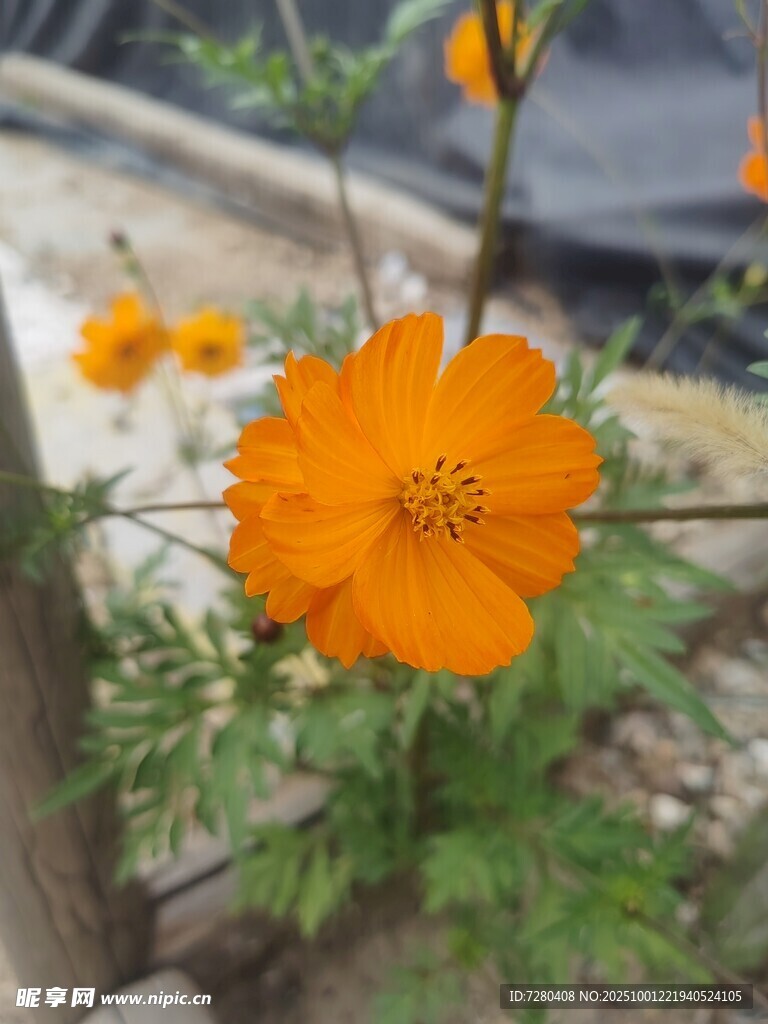 橙色波斯菊绽放生机