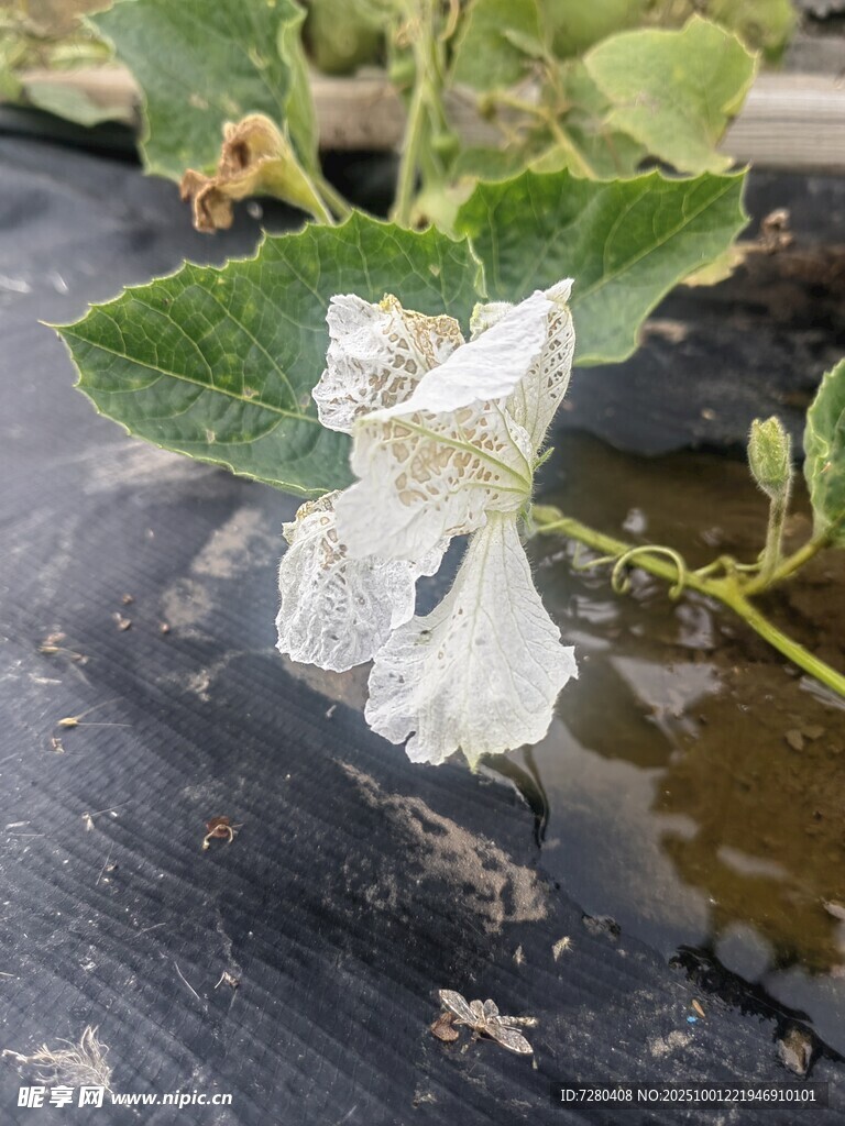 叶片上的白色病害痕迹
