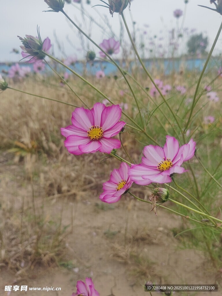 田野中的美丽波斯菊