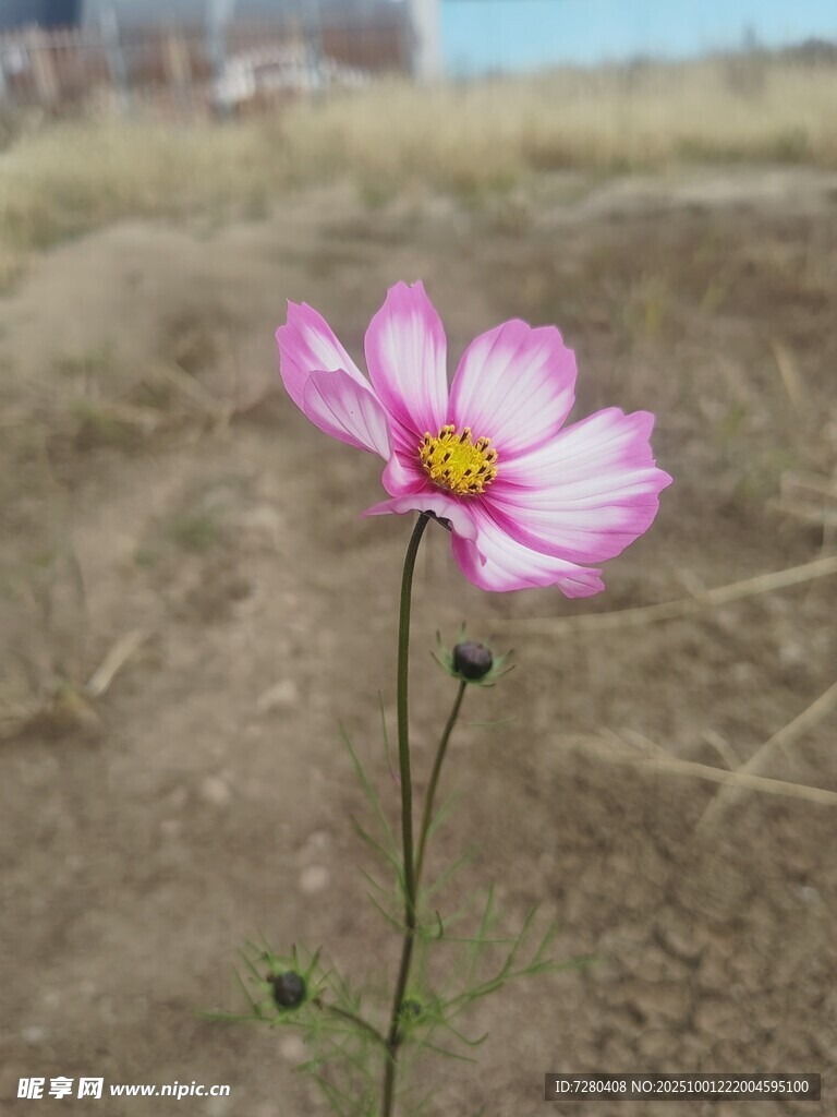 荒野中的单株粉色格桑花