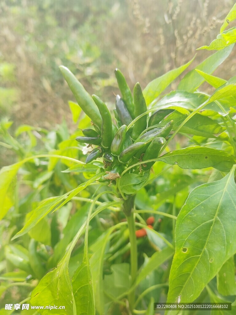 朝天椒