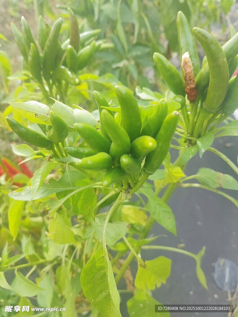 田间生长的鲜嫩青椒