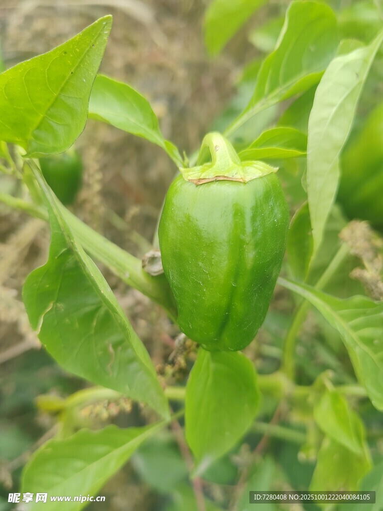 枝头翠绿青椒生机盎然