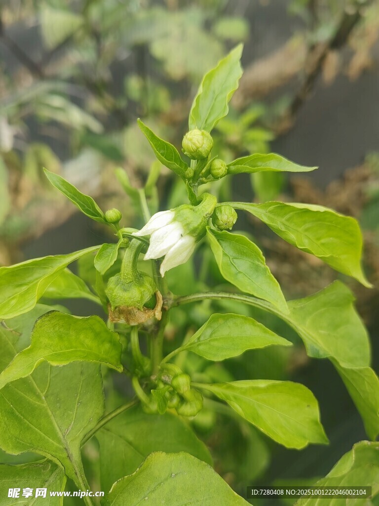 绿叶间绽放的白色辣椒花