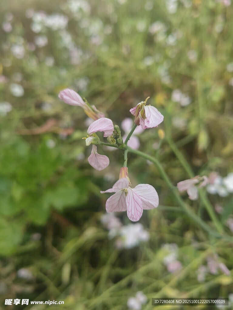 田野间的粉嫩小花