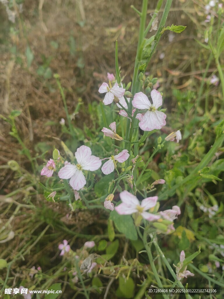 草丛中绽放的白色小花