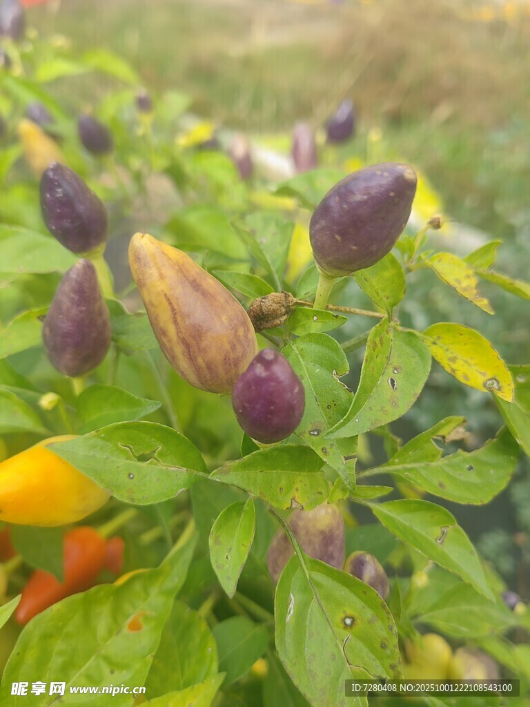 紫色辣椒植株特写