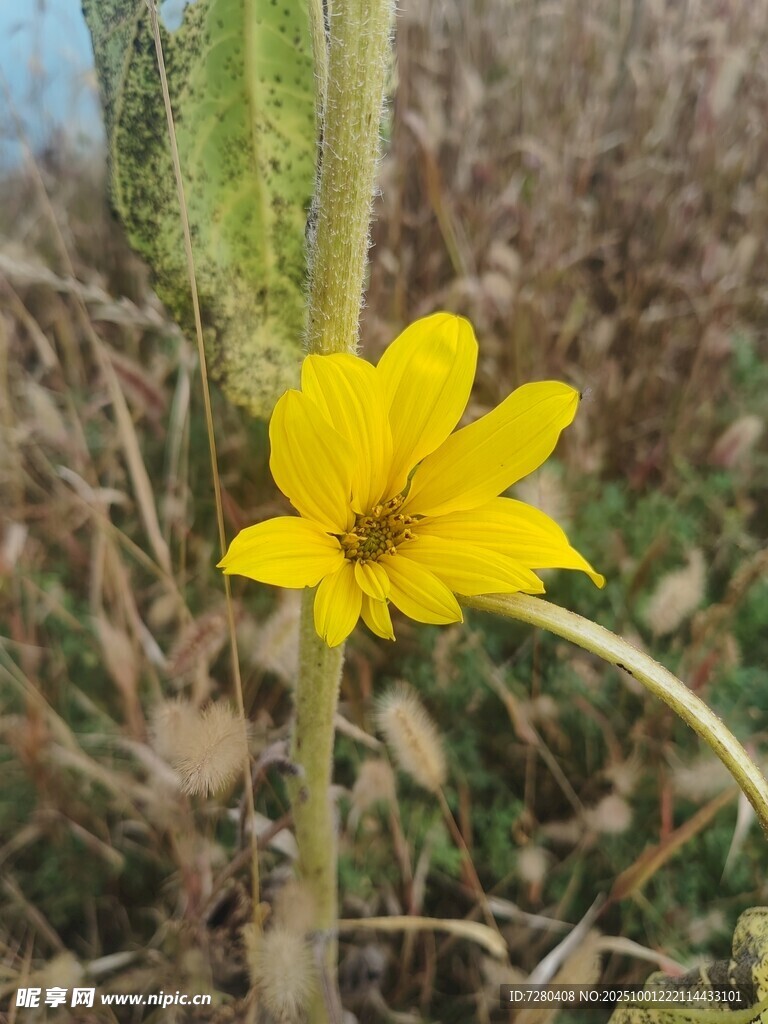 田野中的黄色小花