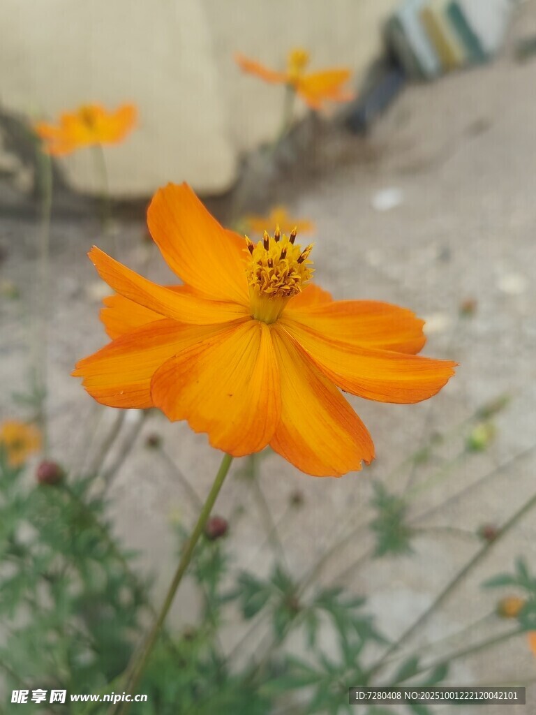 橙色波斯菊绽放于户外