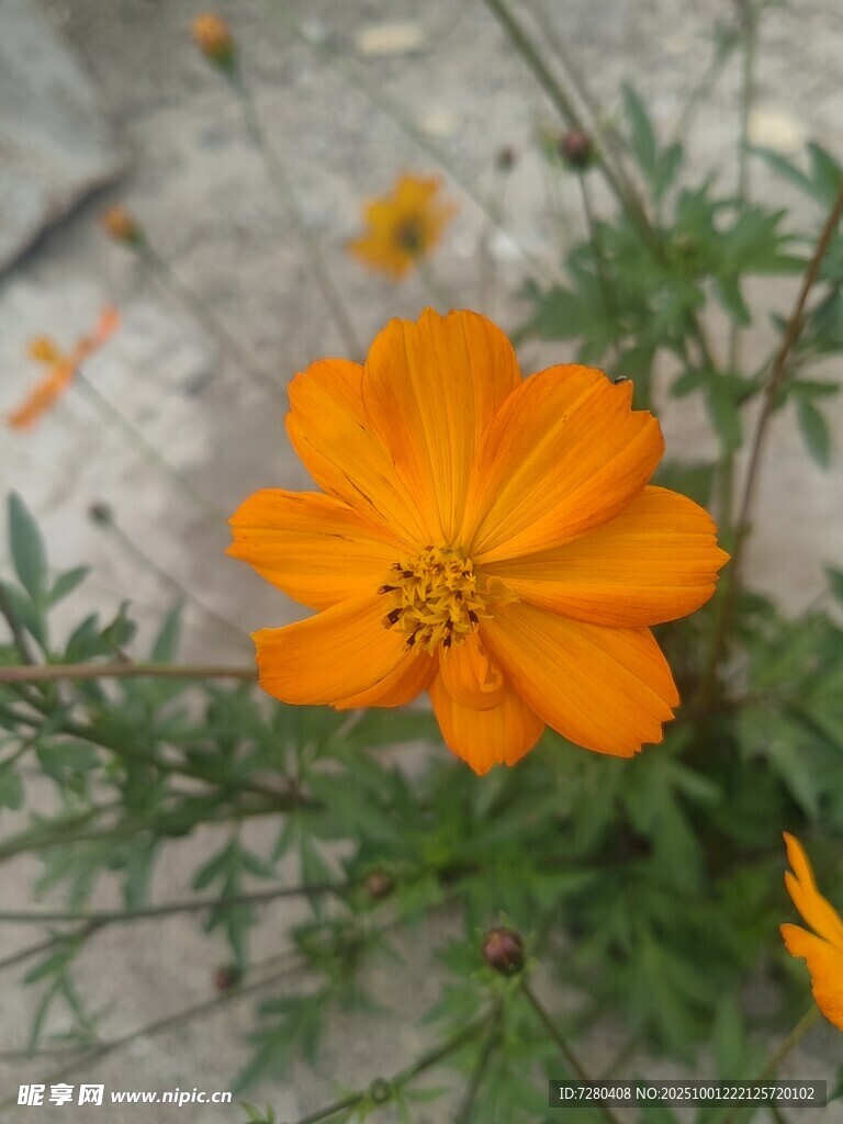 绽放的橙色波斯菊