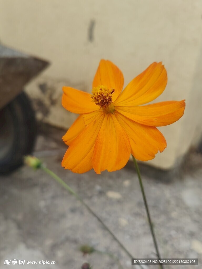 单朵橙色小花特写