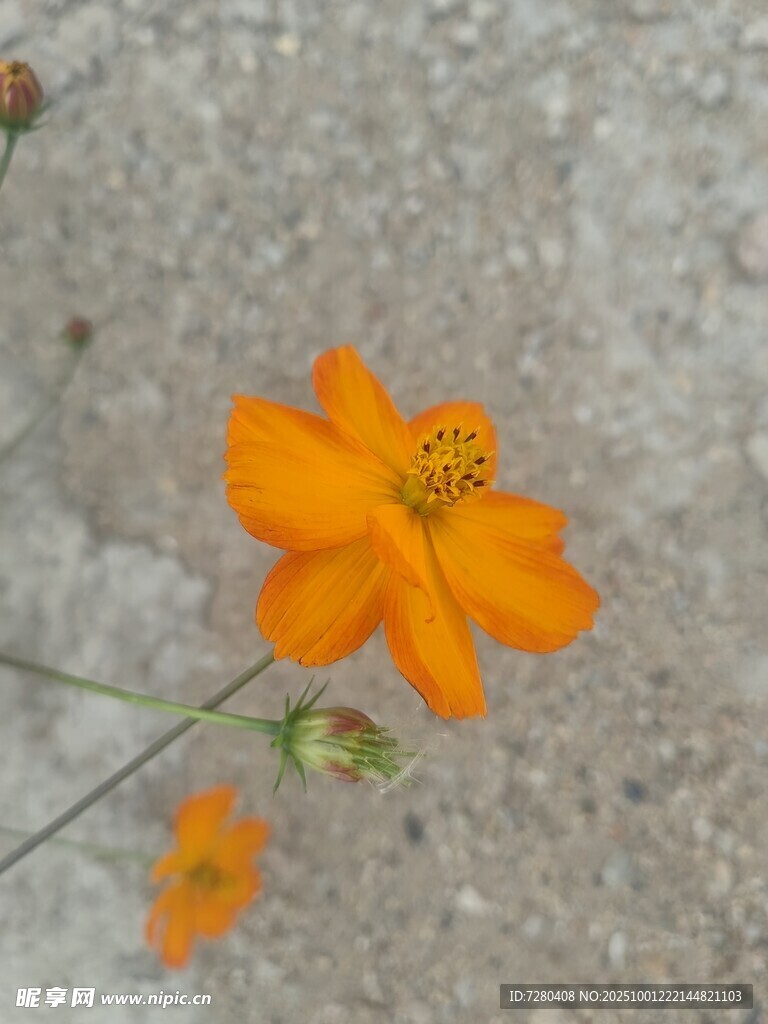 单朵橙色波斯菊特写