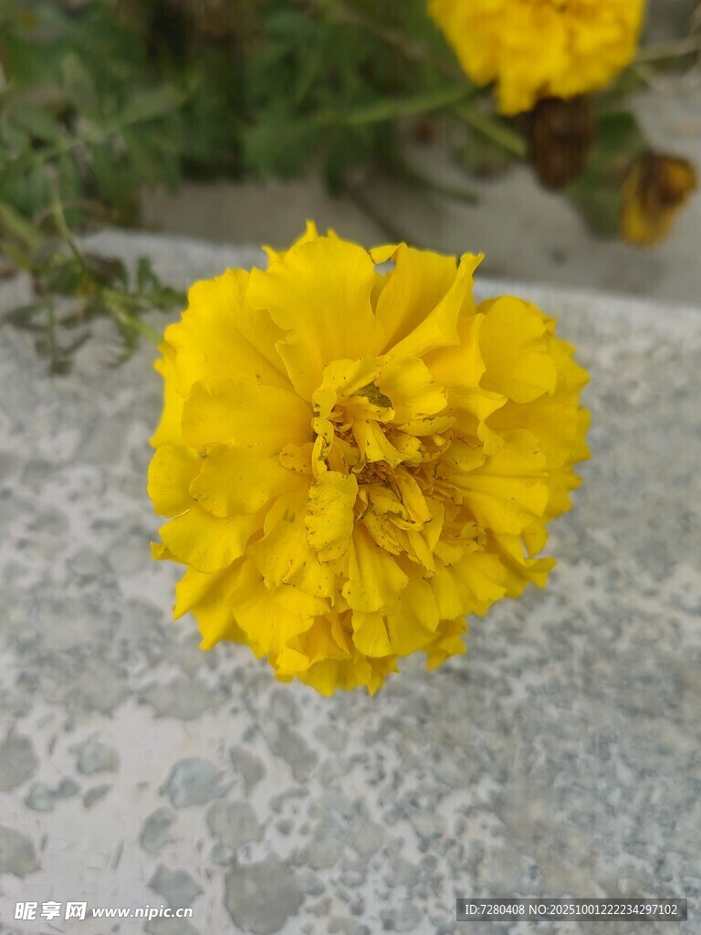 黄色绽放的美丽万寿菊