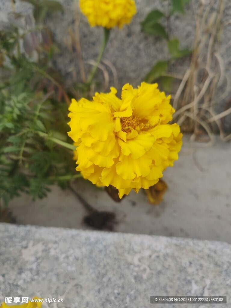 黄色绽放的美丽万寿菊