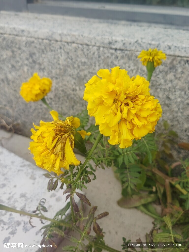 墙角绽放的黄色万寿菊