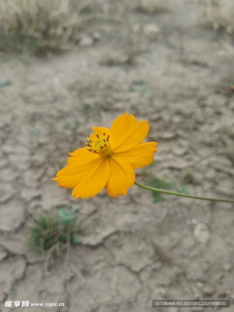干旱土地上的明艳小黄花