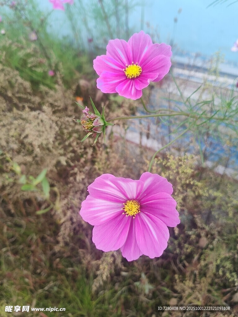 两朵绽放的粉色格桑花
