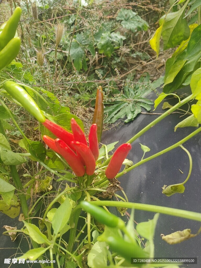 溪边艳丽红蕉
