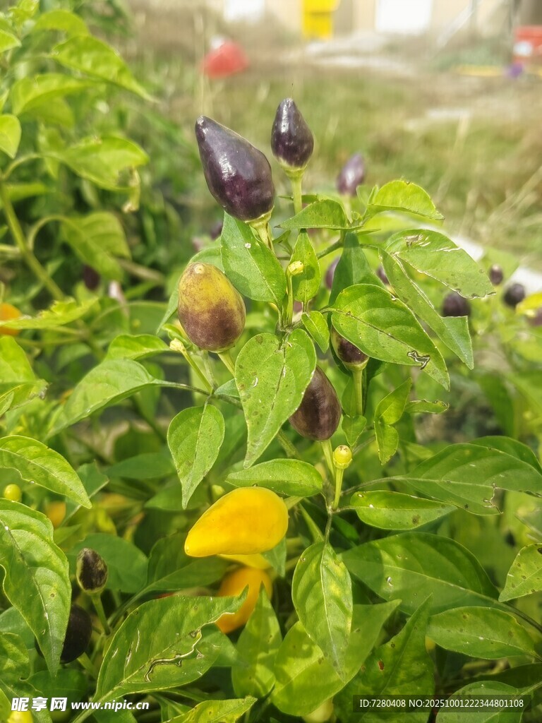 绿叶丛中的多彩花卉