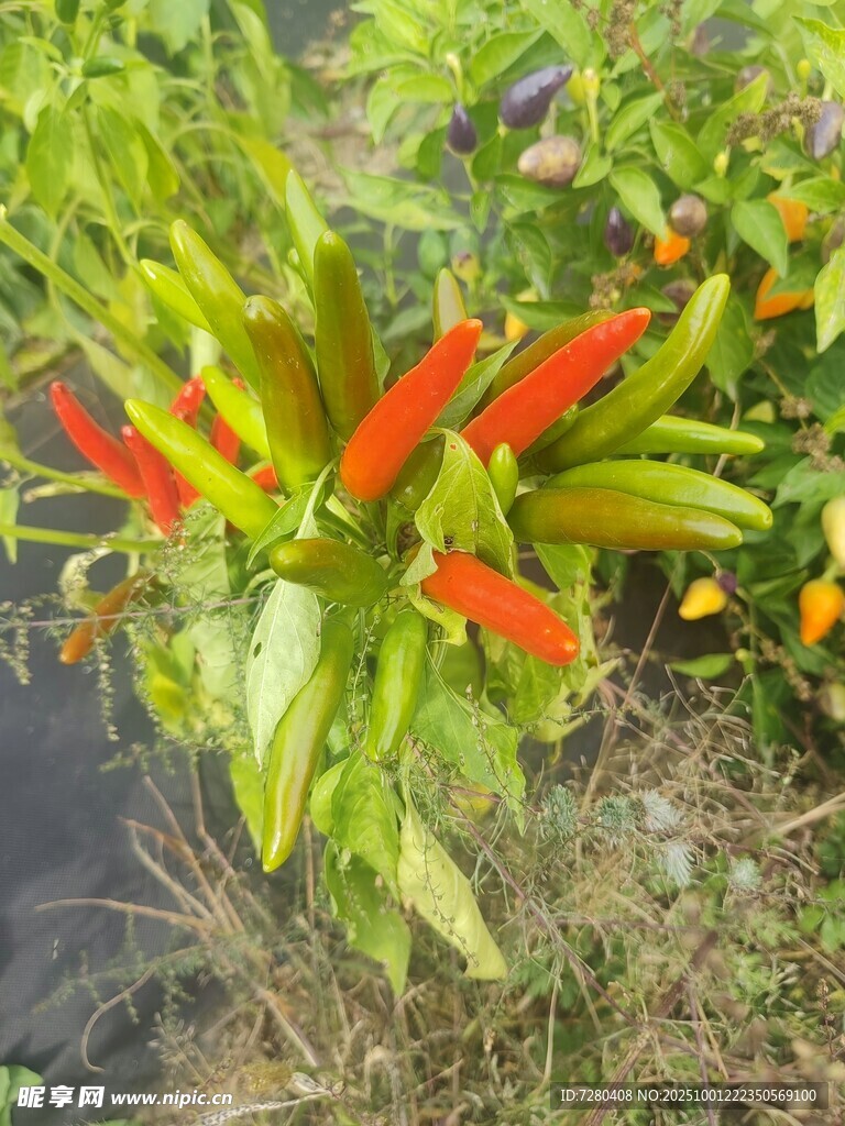 鲜艳多彩的辣椒植株