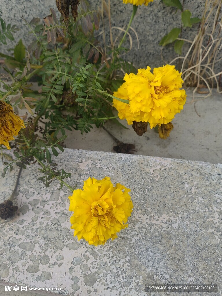路边绽放的鲜艳黄色花朵