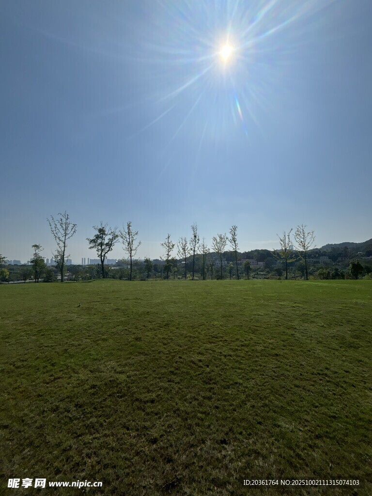 阳光照耀下的开阔草地