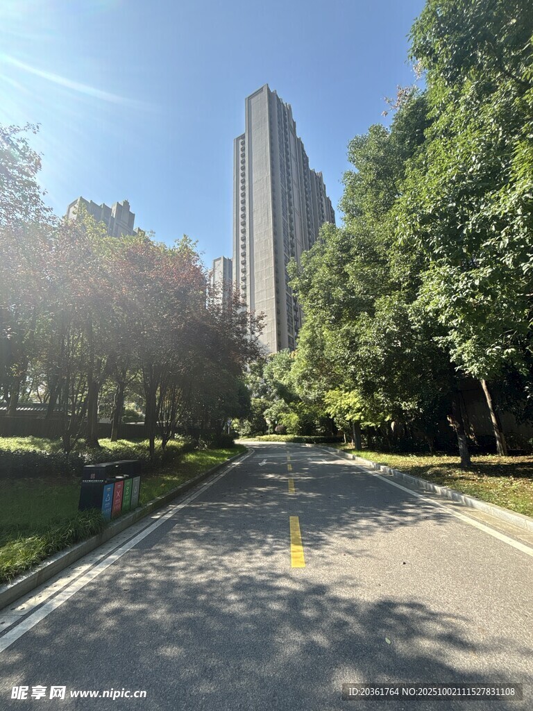 城市林荫间的静谧道路