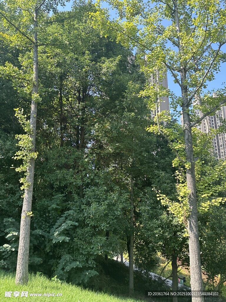 阳光下的葱郁树木