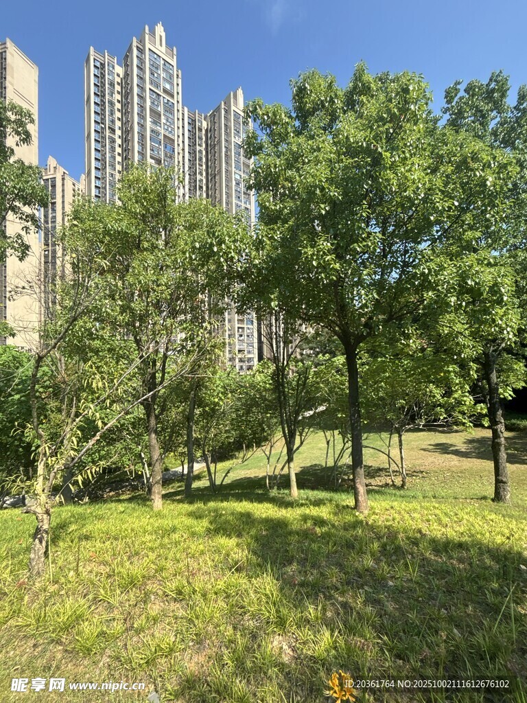 城市中的绿意公园景观