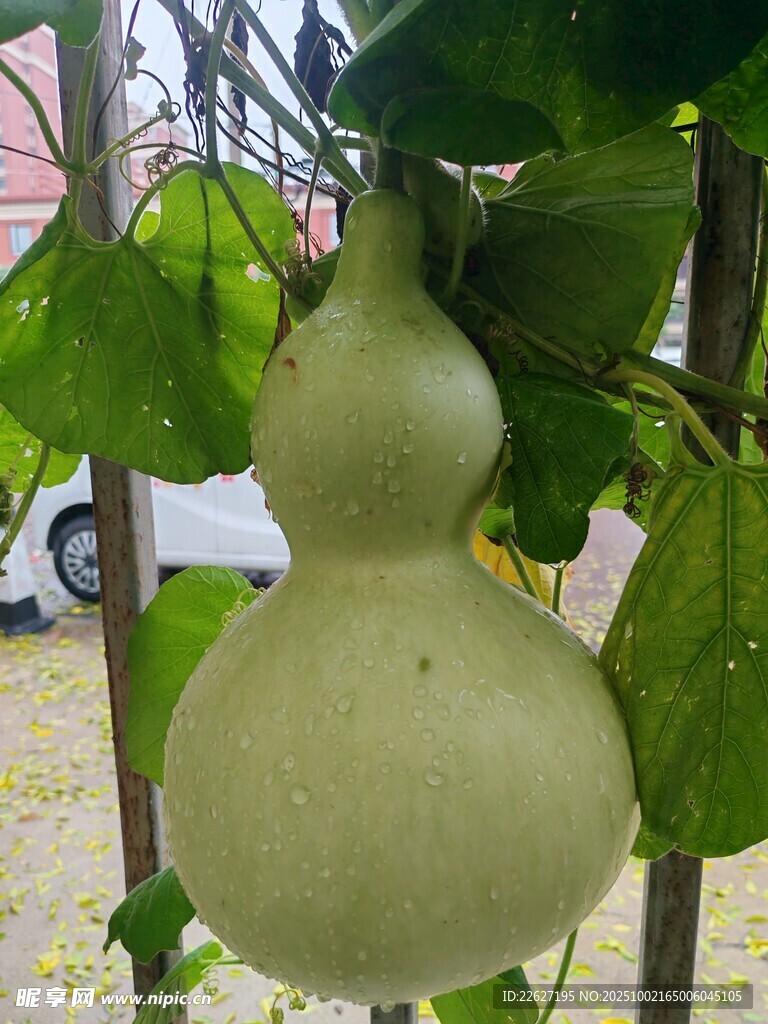藤蔓上的可爱葫芦
