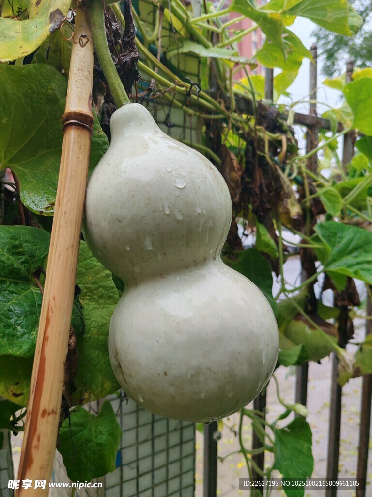 藤蔓上的双肚大葫芦