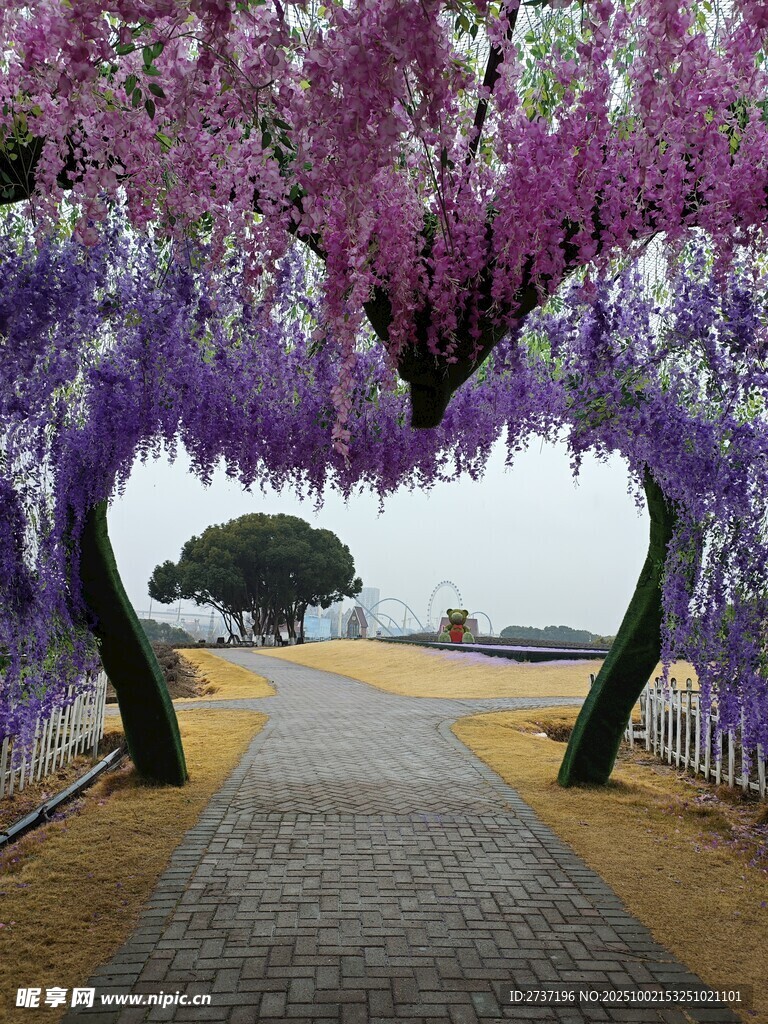 梦幻紫藤花