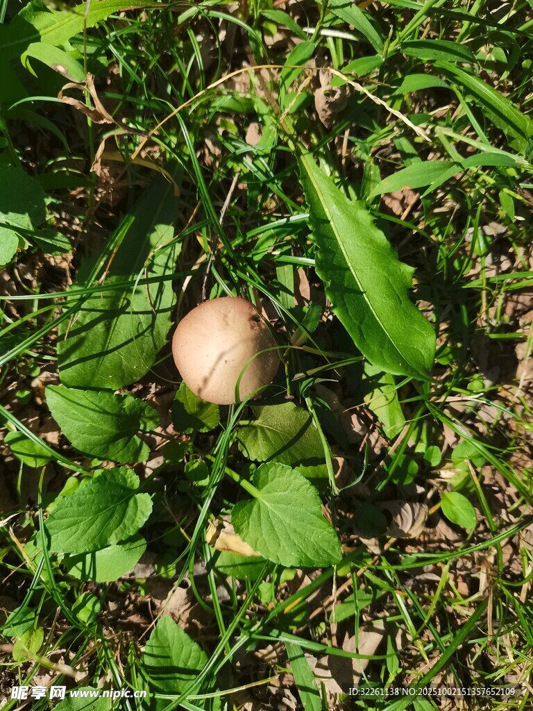 草地上的蘑菇