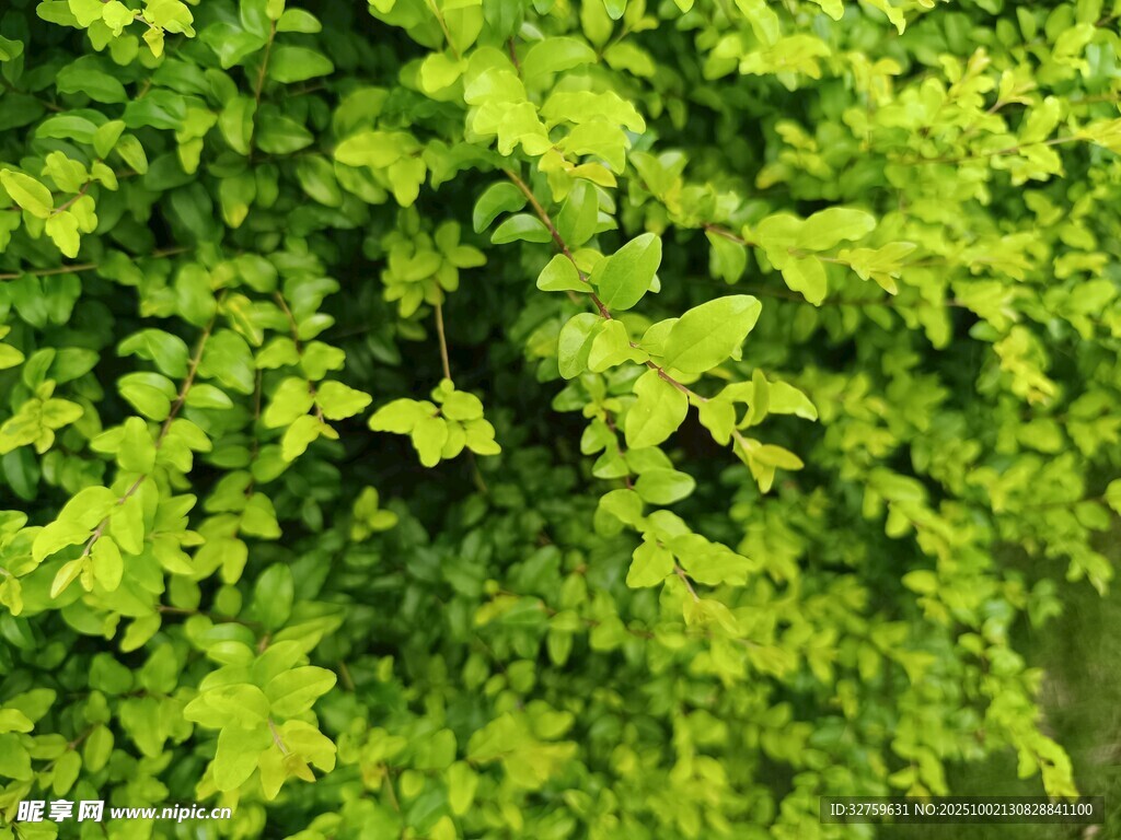 翠绿繁茂的植物叶片