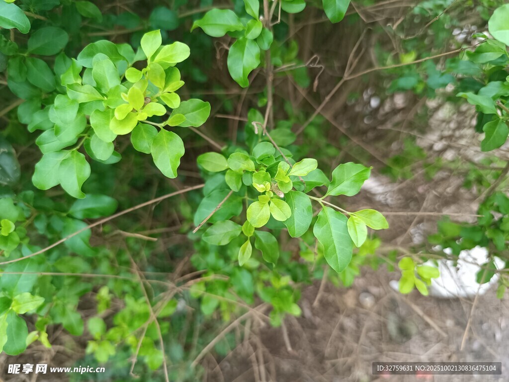 绿叶繁茂的植物景象